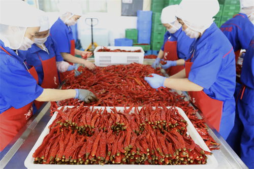 稅 鏈 驅(qū)動 四川特色產(chǎn)業(yè)集群的發(fā)展引擎